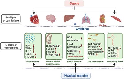 Roles and Molecular Mechanisms of Physical Exercise in Sepsis Treatment